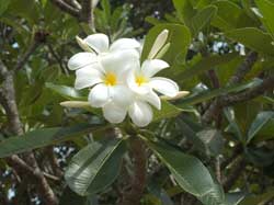 Blumen berall hier die Murraya Paniculata die zur Kategorie der Citrusplanzen gehrt