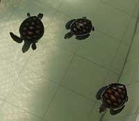 ...und das sind die Schildkrötenbaybies